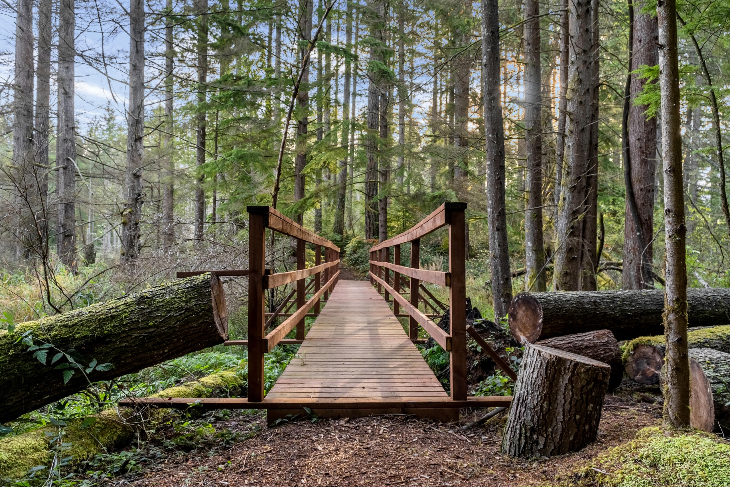 Photo of trails