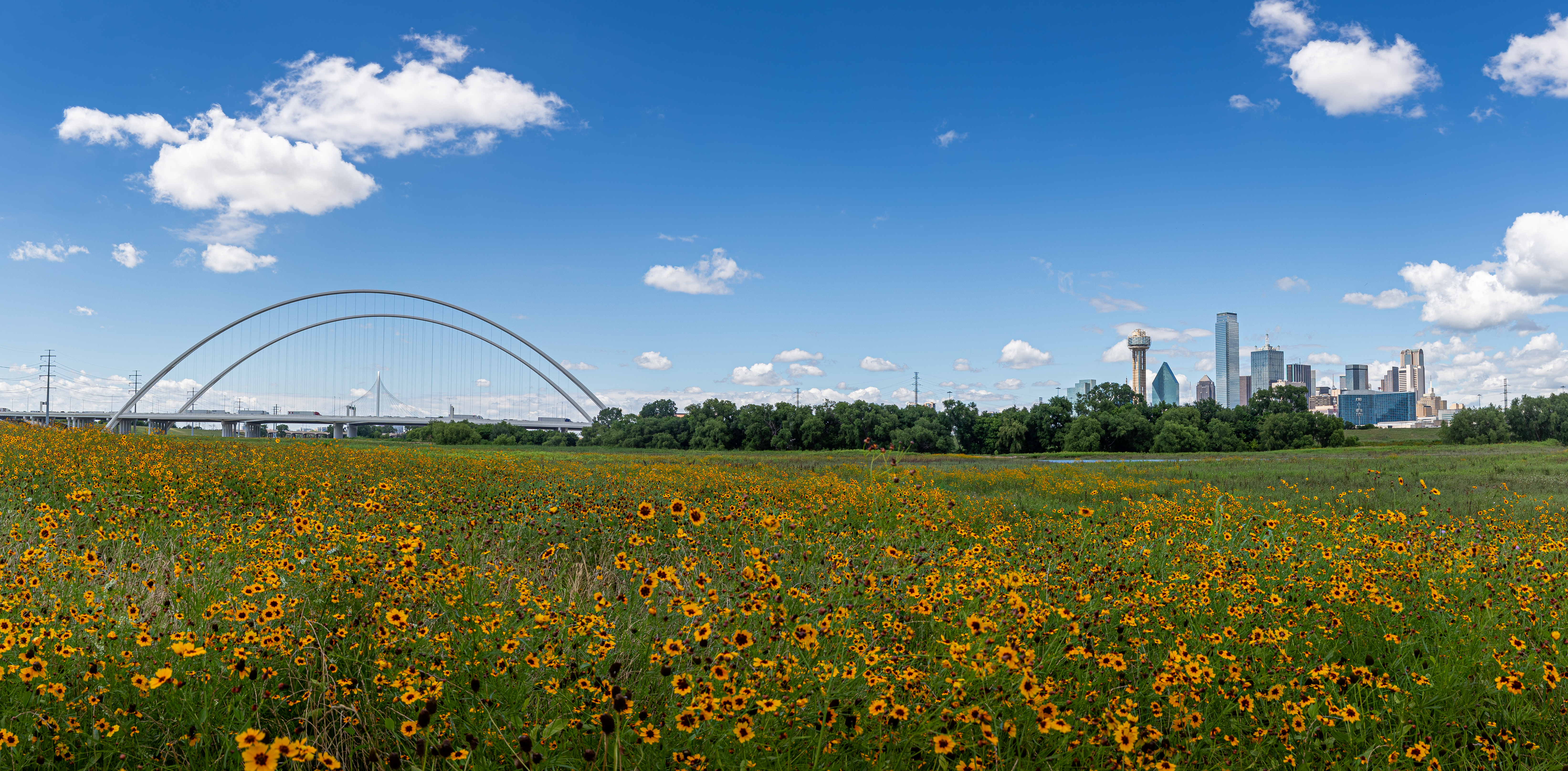 Dallas Skyline Wild Flowers
