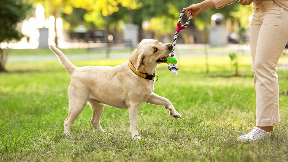 N Pic Animals Pets Dogs Outdoors Park Chew Toy (Dog Park in Redhawk)