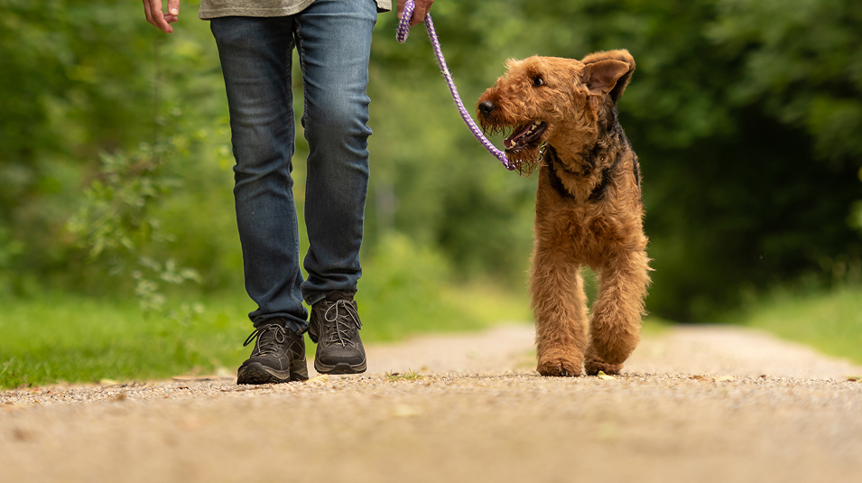 N Pic Animals Pets Dogs Outdoors Walk Man (Trail in The Townes at Holly Hills)