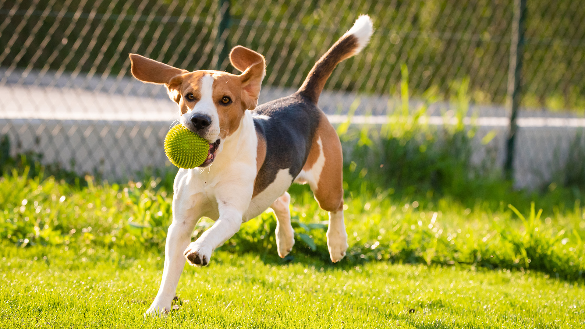 Dogs running at outdoor dog park (Dog Park in Cannon Village)
